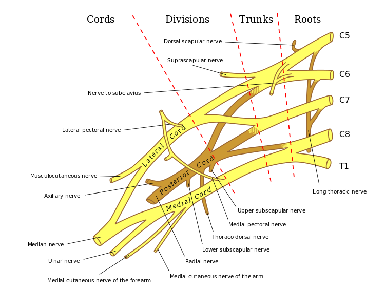 mnemonics for brachial plexus